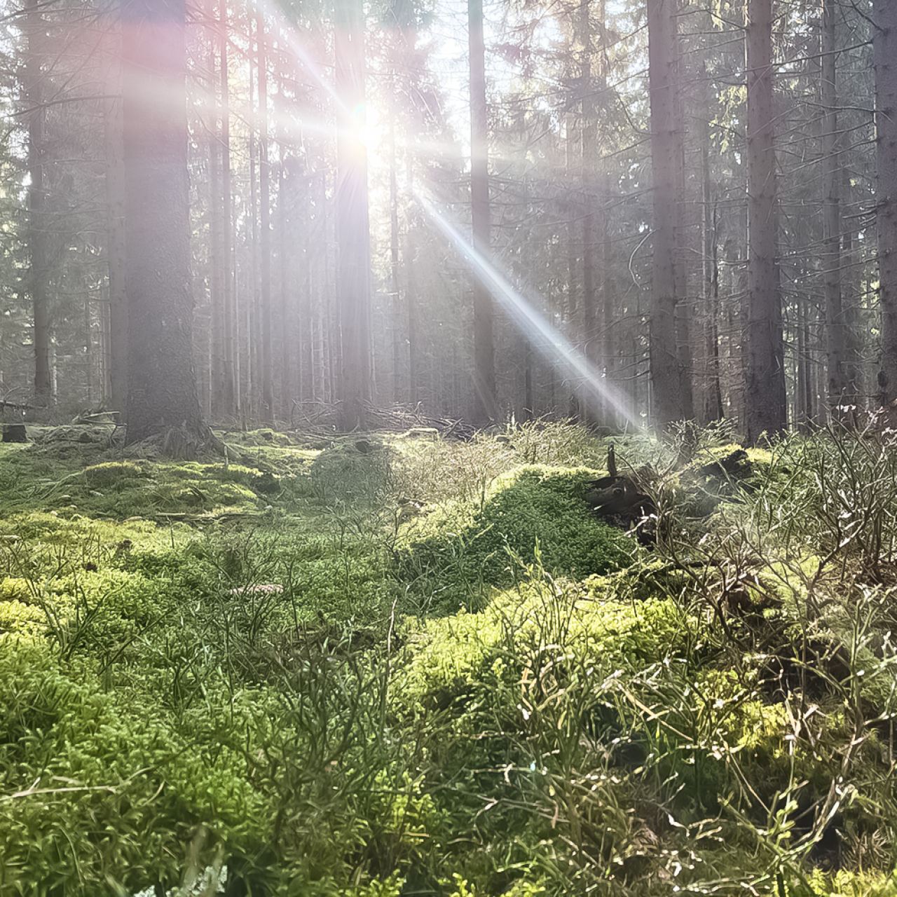 m_banner Bestattungen Dunker – Kondolenzbücher - Maren-Luise Neumann