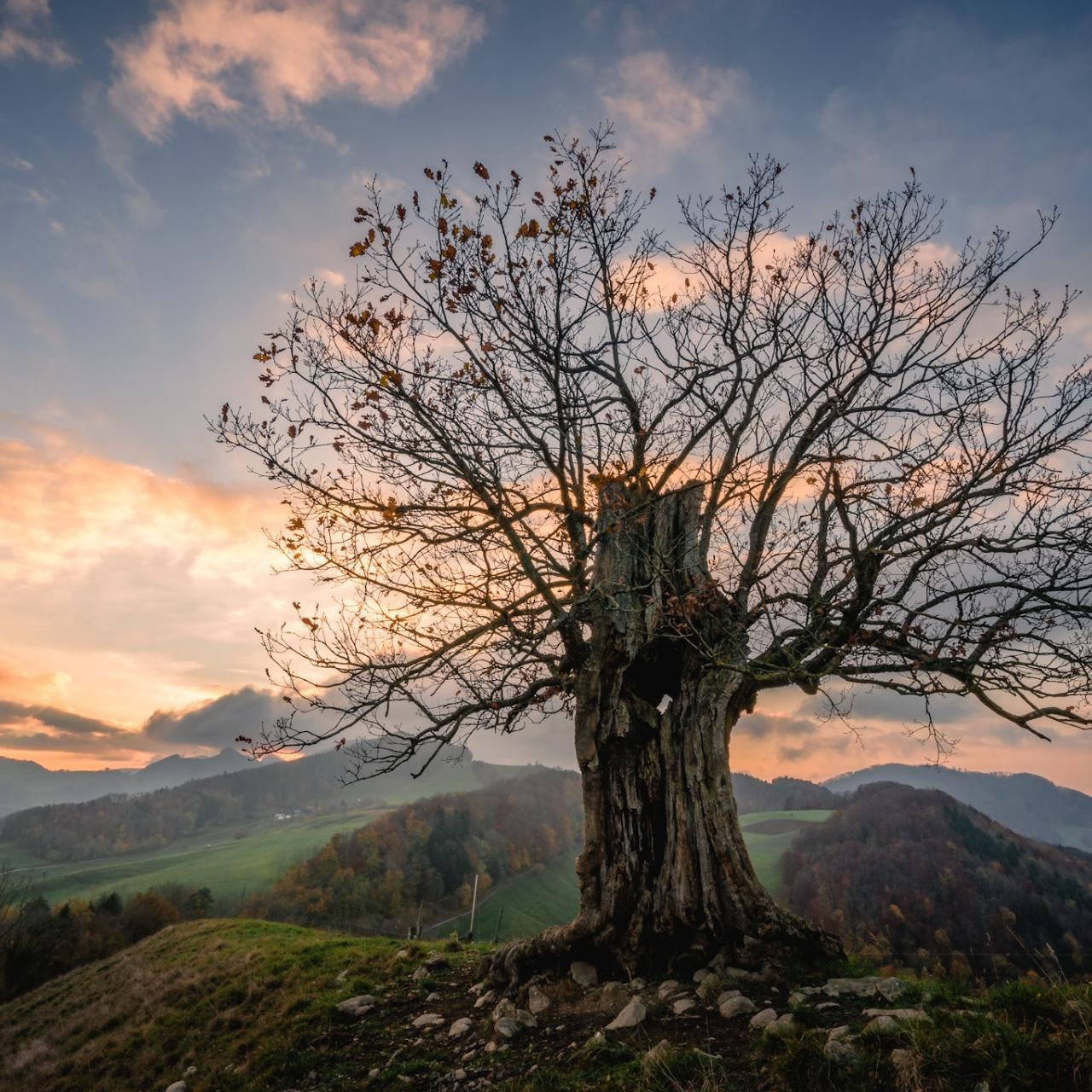 m_grosses-bild Bestattungen Dunker – Kondolenzbücher - Dr. med. Uwe Nennemann